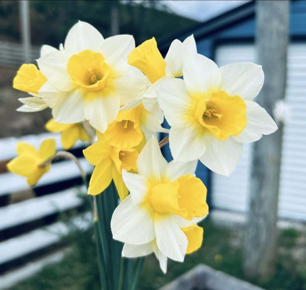 daffodils