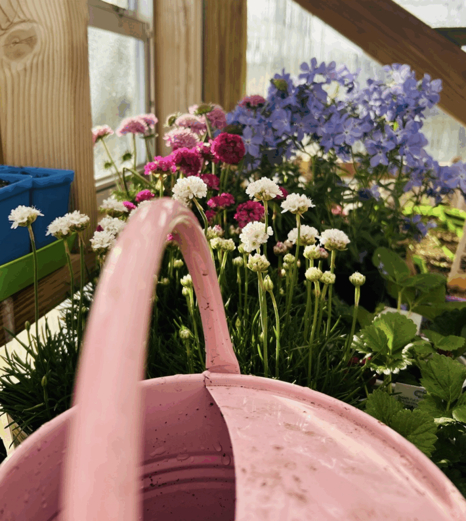 flower garden