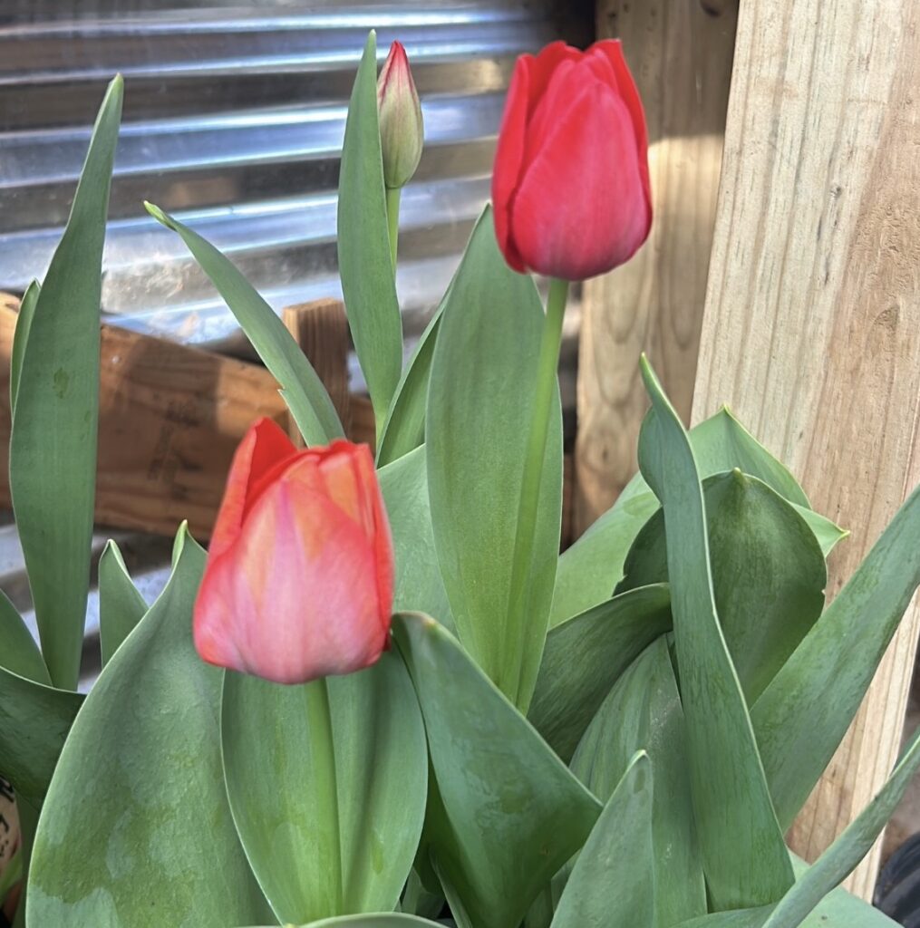 flowers